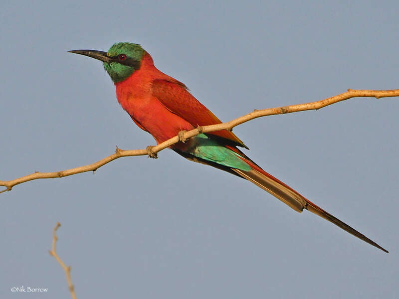 Image of Northern Carmine Bee-eater