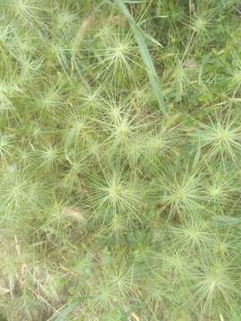 Image of ovate goatgrass