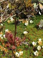 Image of New Zealand sundew