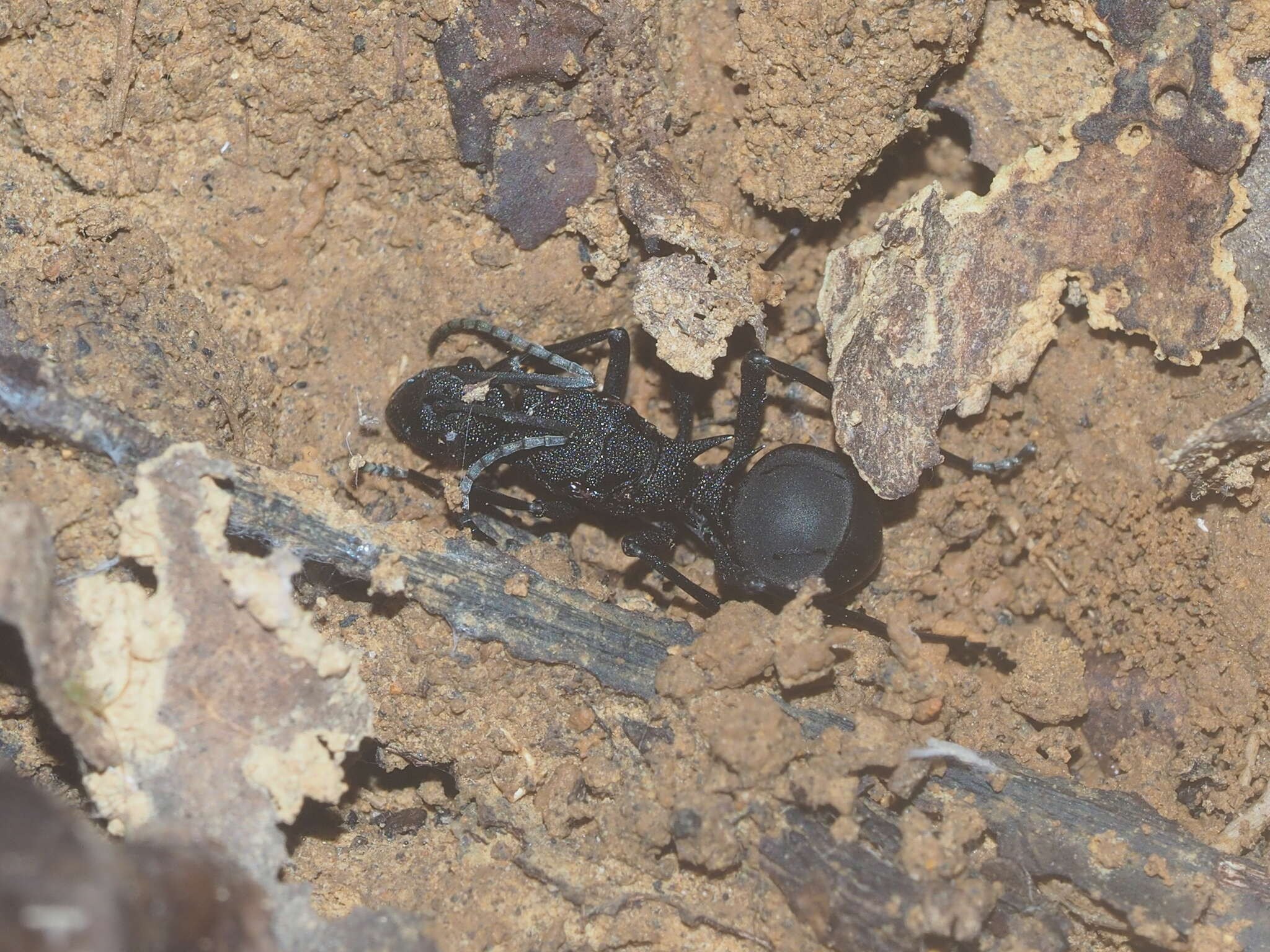 Image of Polyrhachis armata (Le Guillou 1842)