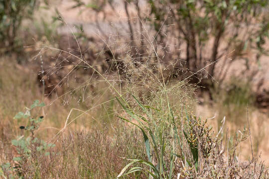 Image of Australian millet