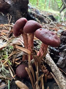 Image of Tubaria punicea (A. H. Sm. & Hesler) Ammirati, Matheny & P.-A. Moreau 2007