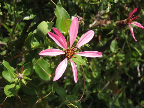 Image of Mutisia spinosa Ruiz & Pav.