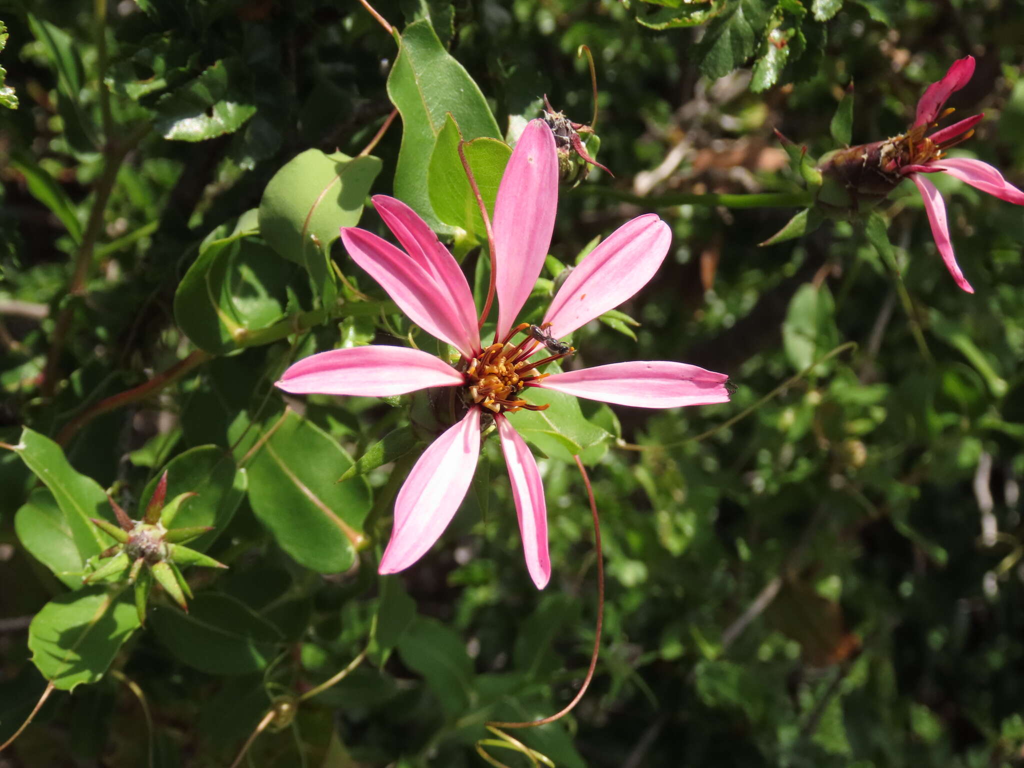 Image de Mutisia spinosa Ruiz & Pav.