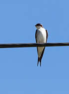 Image of Hirundo dimidiata dimidiata Sundevall 1850