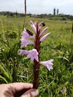 Imagem de Watsonia densiflora Baker