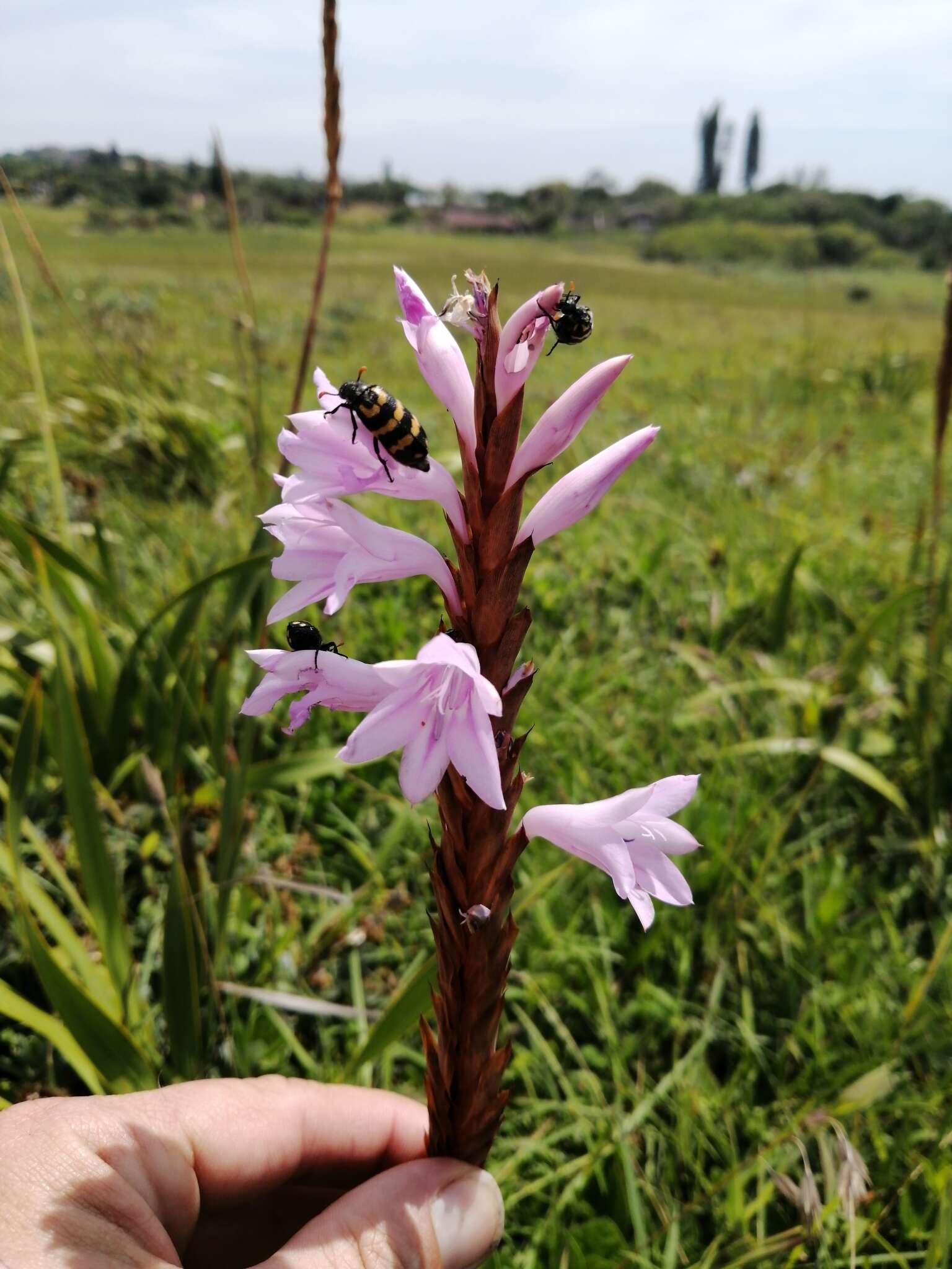 Imagem de Watsonia densiflora Baker