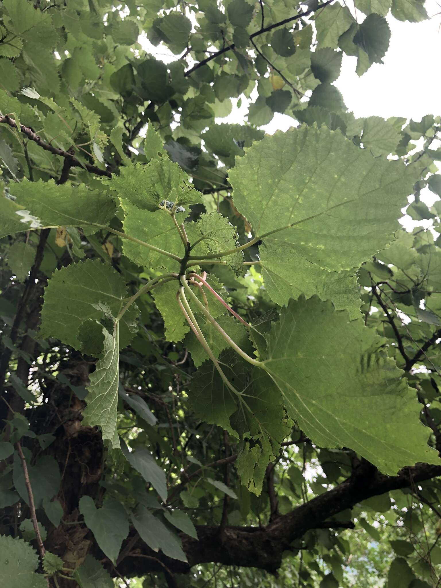 Image of Rock tree-nettle