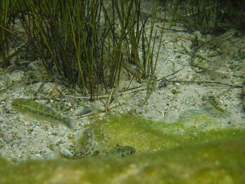 Image of Comanche Springs Pupfish