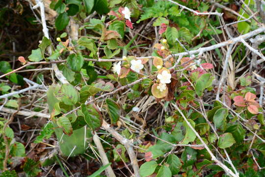 صورة Campomanesia xanthocarpa var. littoralis (Legrand) Landrum