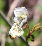 Image of Anthocharis scolymus Butler (1866)