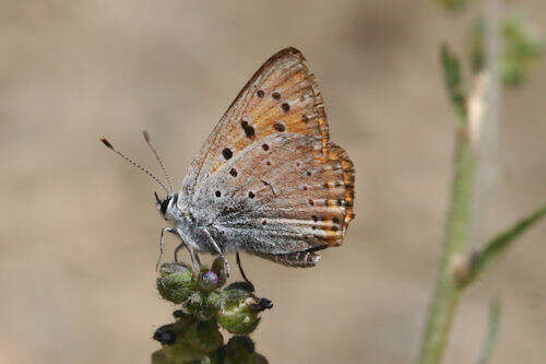 Image de Lycaena asabinus (Herrich-Schäffer (1851))