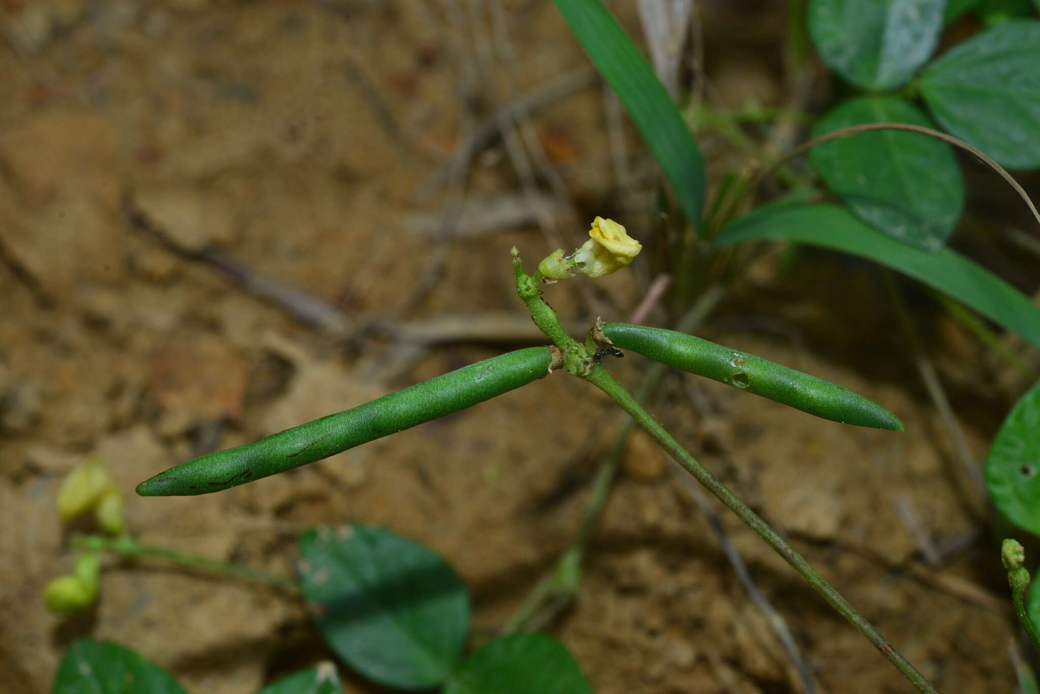 Image of cowpea