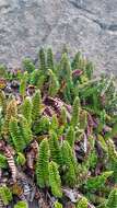 Image of Polystichum andinum Phil.