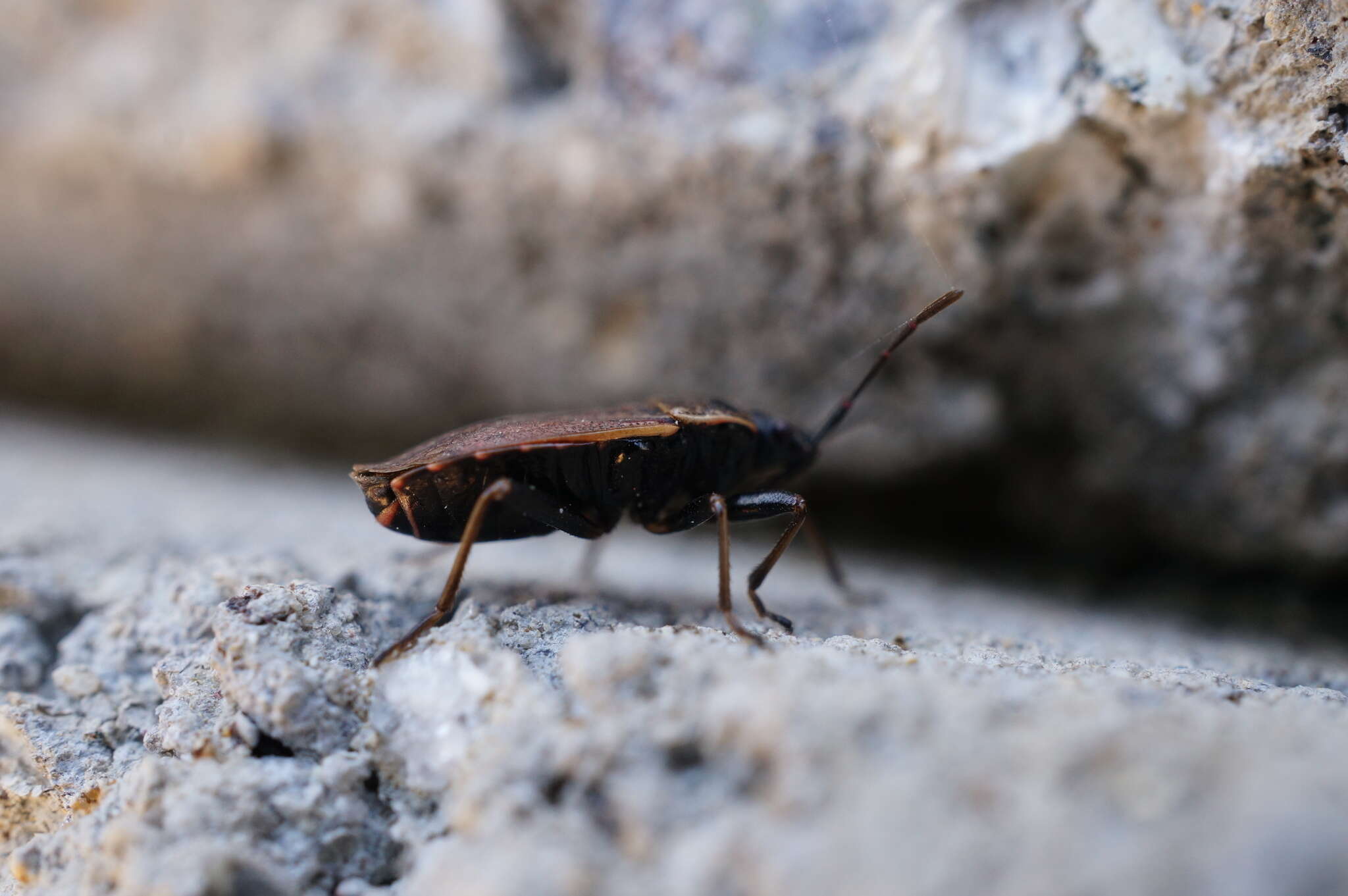 Image of <i>Pyrrhocoris sinuaticollis</i>