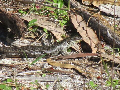 Plancia ëd Egernia napoleonis (Gray 1838)