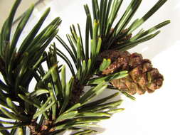 Image of Pinus mugo subsp. rotundata (Link) Janch. & H. Neumayer