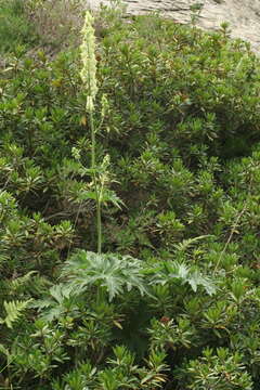 Image of Aconitum lycoctonum subsp. neapolitanum (Ten.) Nyman