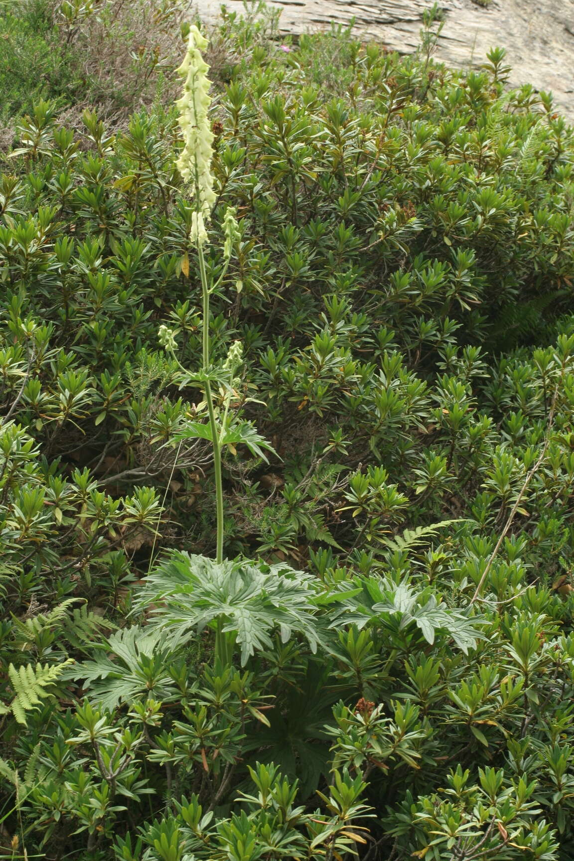 Imagem de Aconitum lycoctonum subsp. neapolitanum (Ten.) Nyman