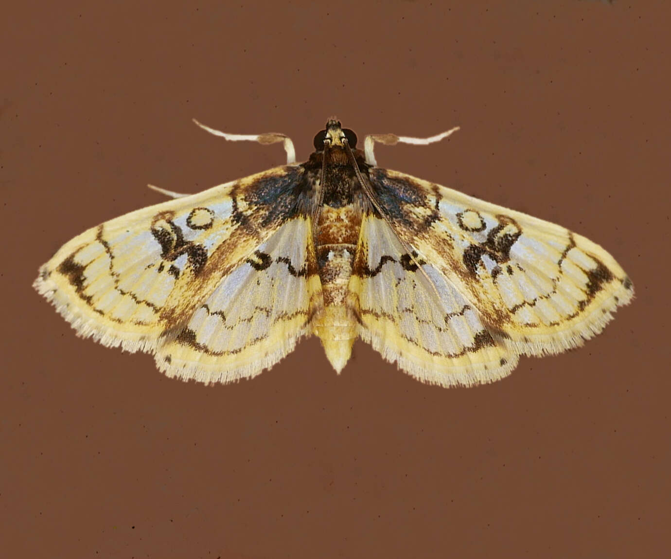 Image of Compacta hirtalis Guenée 1854