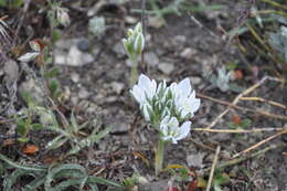 Imagem de Ornithogalum navaschinii Agapova