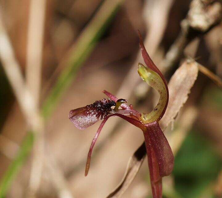 Image of Small wasp orchid