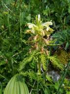 Imagem de Pedicularis foliosa L.