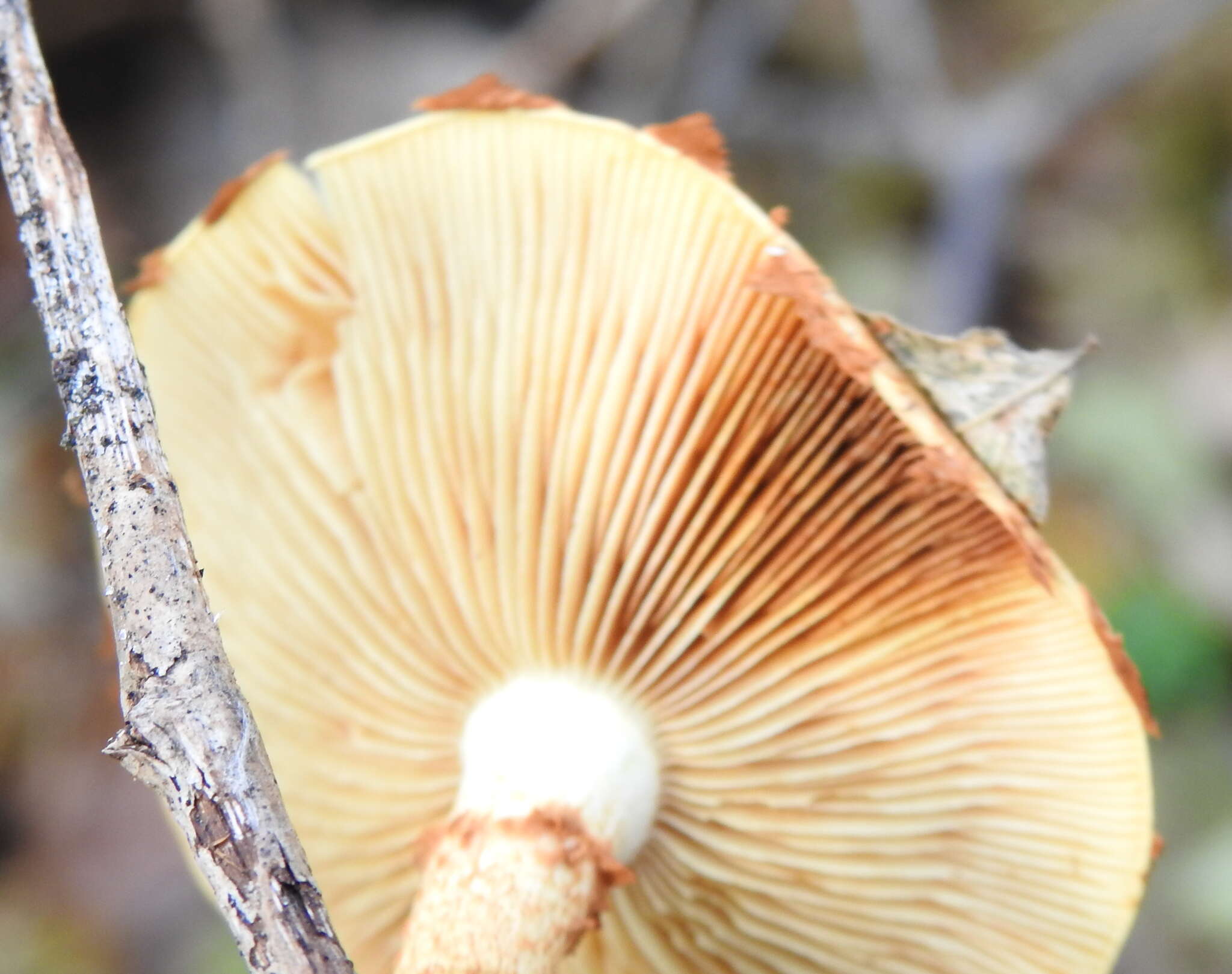 Imagem de Pholiota lucifera (Lasch) Quél. 1872