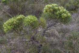 Image of Hakea corymbosa R. Br.