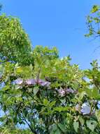 Imagem de Rhododendron ovatum (Lindl.) Planch. ex Maxim.