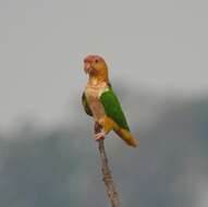 Image of Eastern White-bellied Parrot