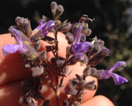 Imagem de Salvia melissodora Lag.