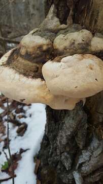 Image of Fomitopsis ochracea Ryvarden & Stokland 2008