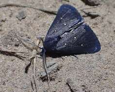 Image of Elaphristis melanica Turner