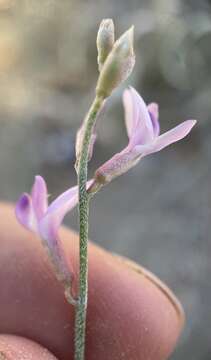 Imagem de Astragalus episcopus S. Wats.