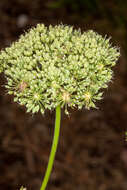 Image of Selinum silaifolium (Jacq.) Beck