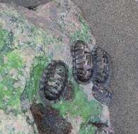 Image of West Indian green chiton