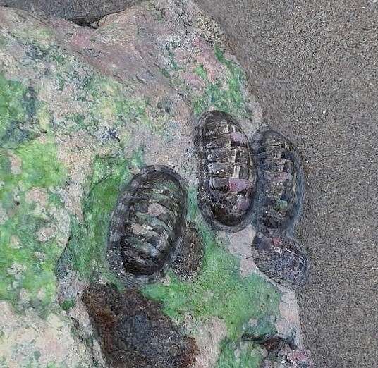 Image of West Indian green chiton