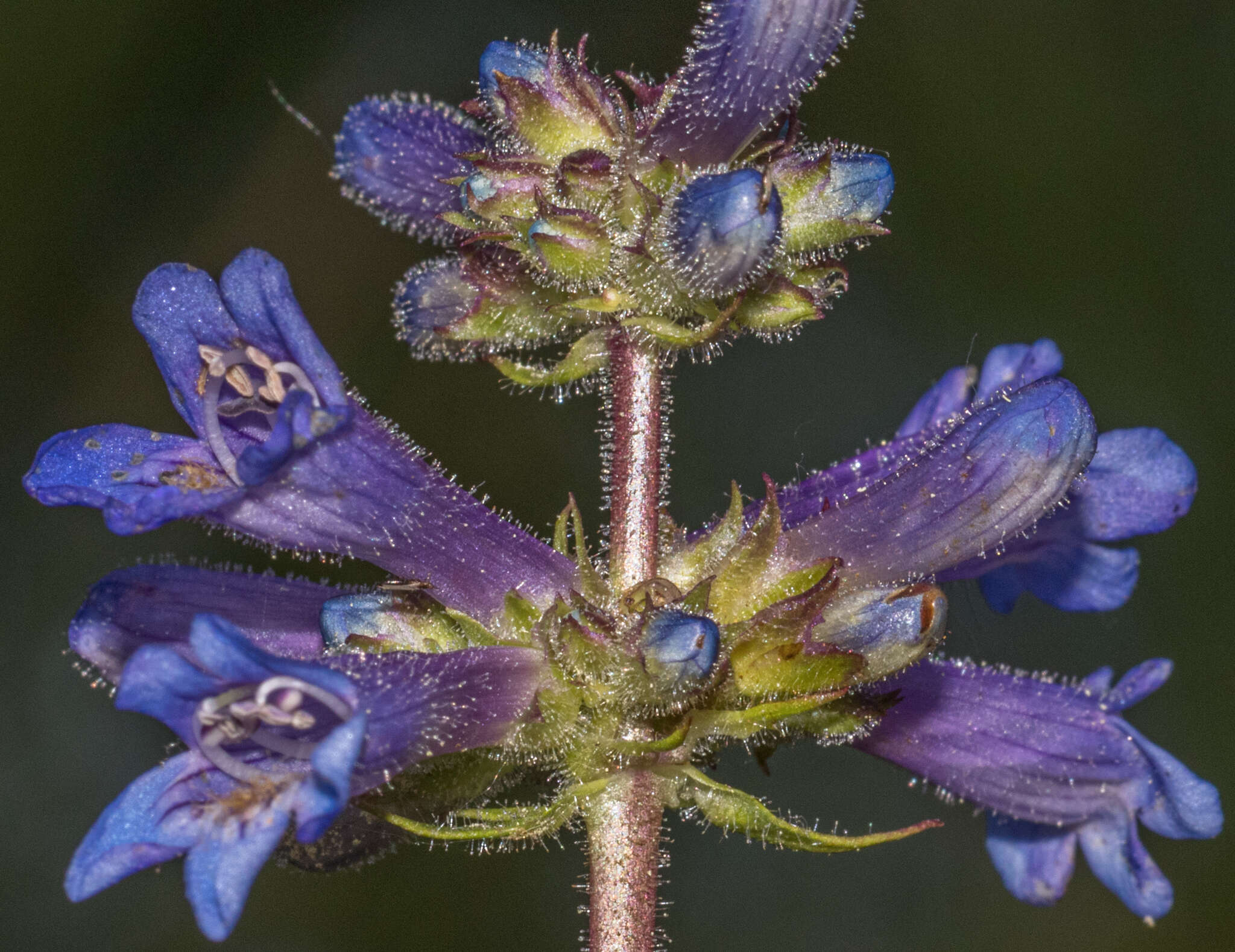 Image of sulphur penstemon