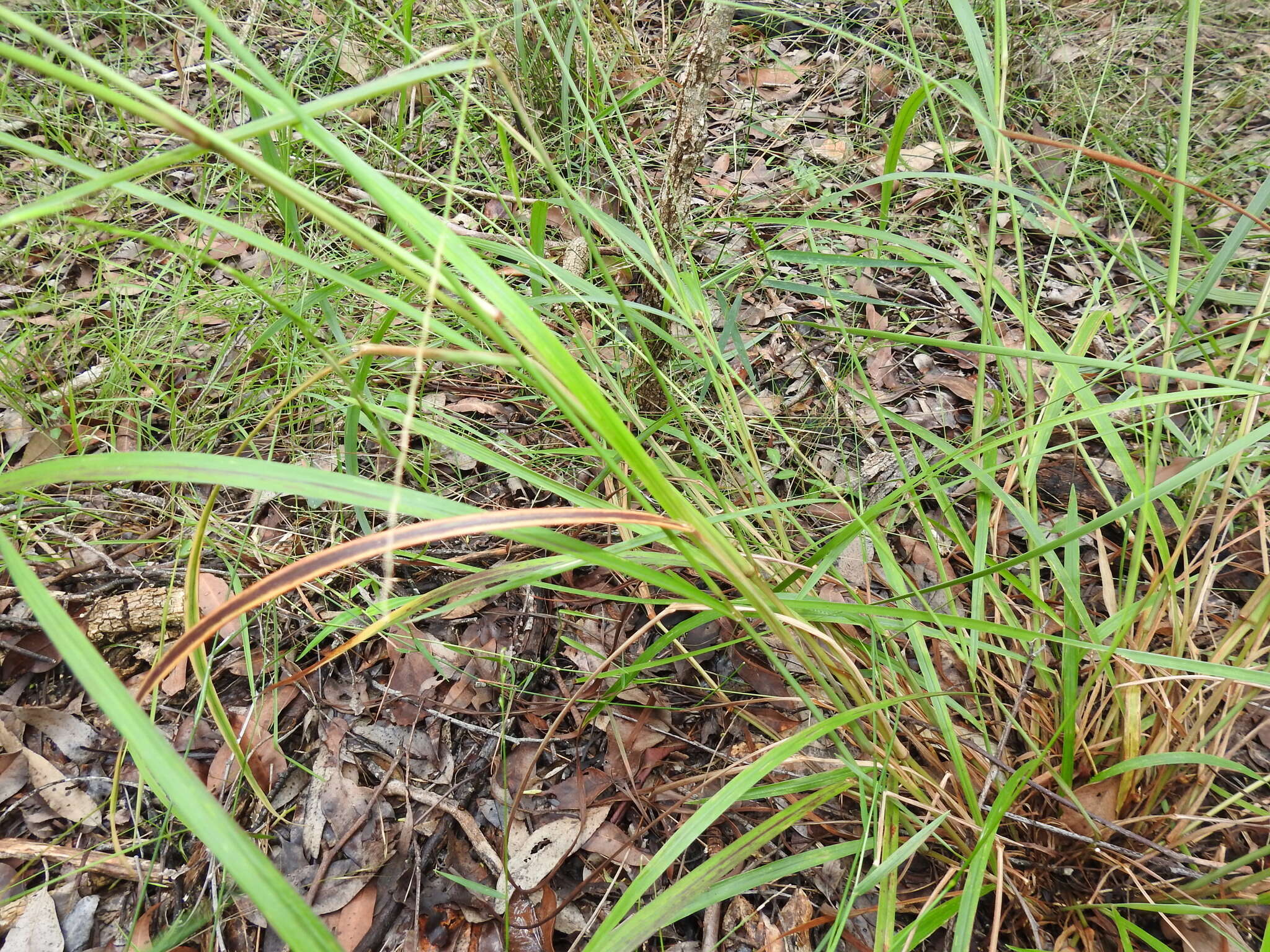 Image of Digitaria parviflora (R. Br.) Hughes