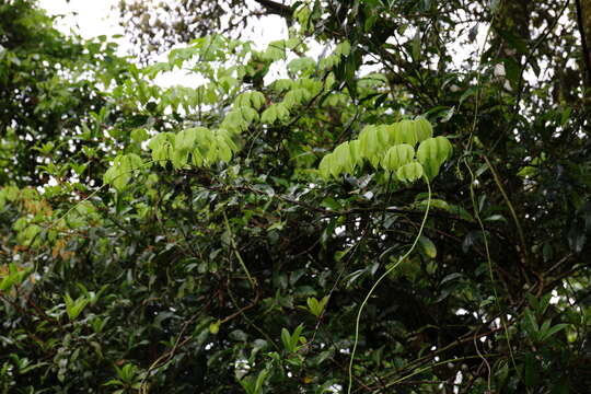 Image of Stauntonia obovatifoliola Hayata