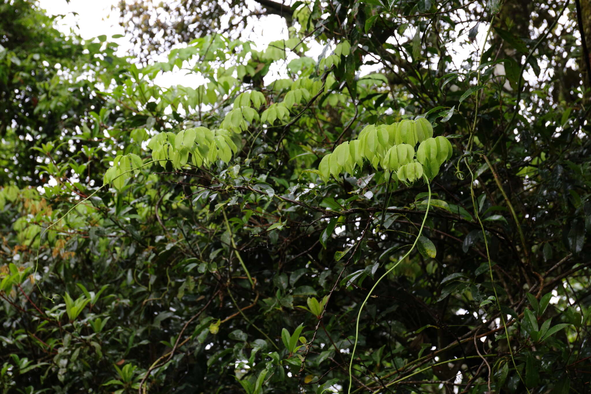 Imagem de Stauntonia obovatifoliola Hayata