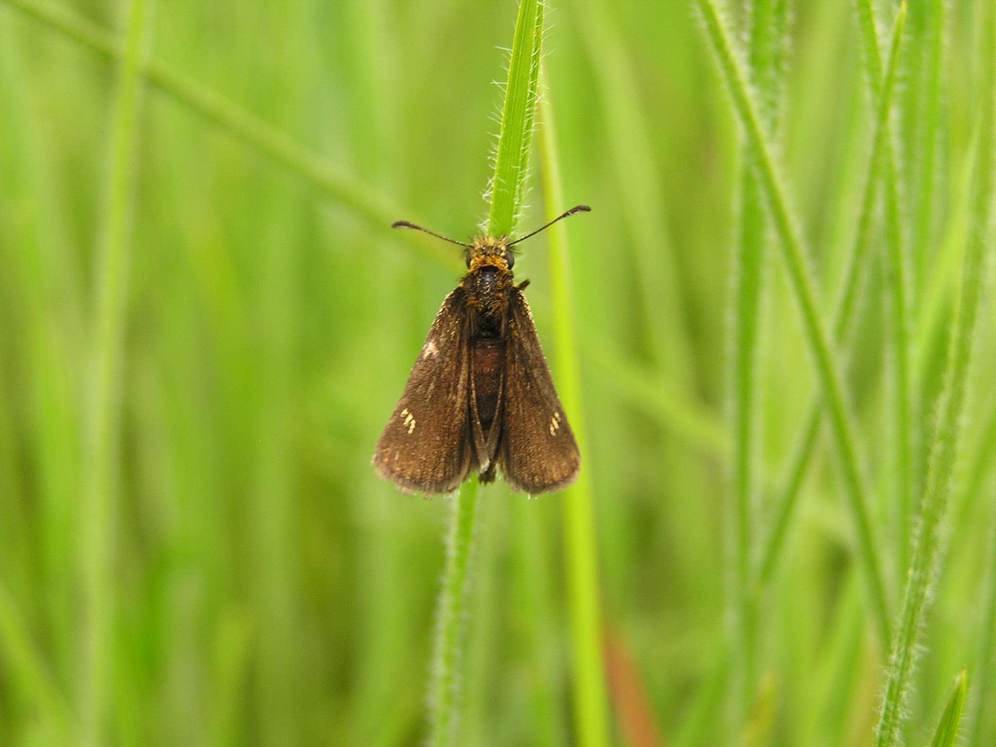 Image of Metisella meninx Trimen 1873