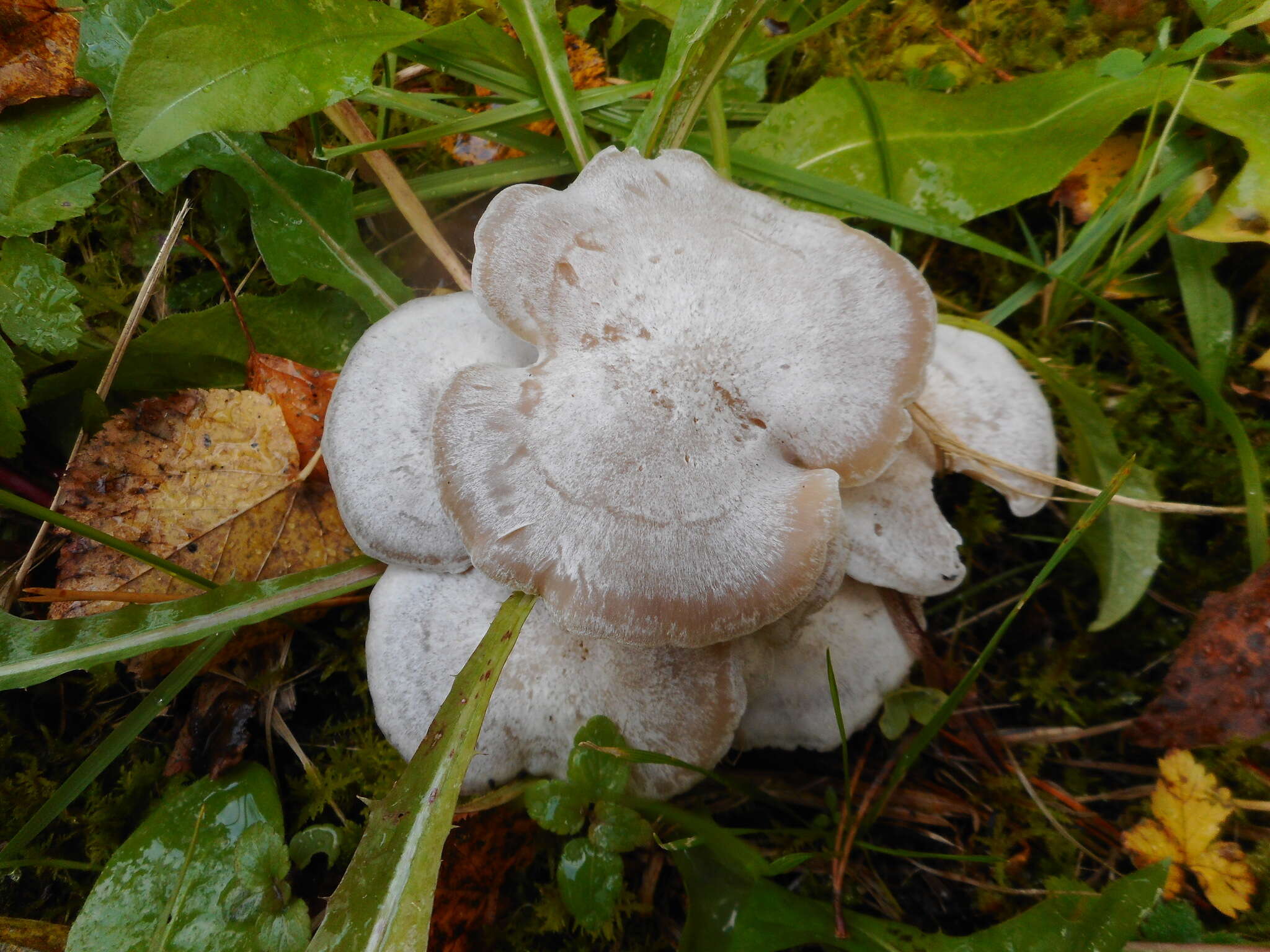 Imagem de Leucocybe