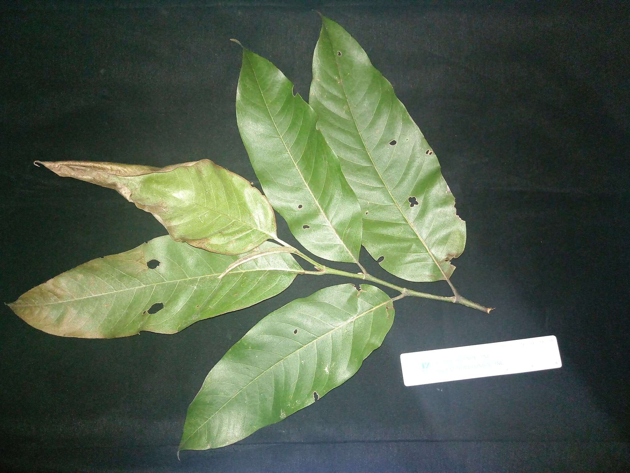 Magnolia vrieseana (Miq.) Baill. ex Pierre的圖片