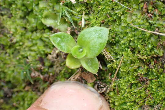 Image of Anaphalioides hookeri (Allan) A. A. Anderberg