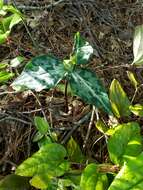 Image de Trillium decipiens J. D. Freeman