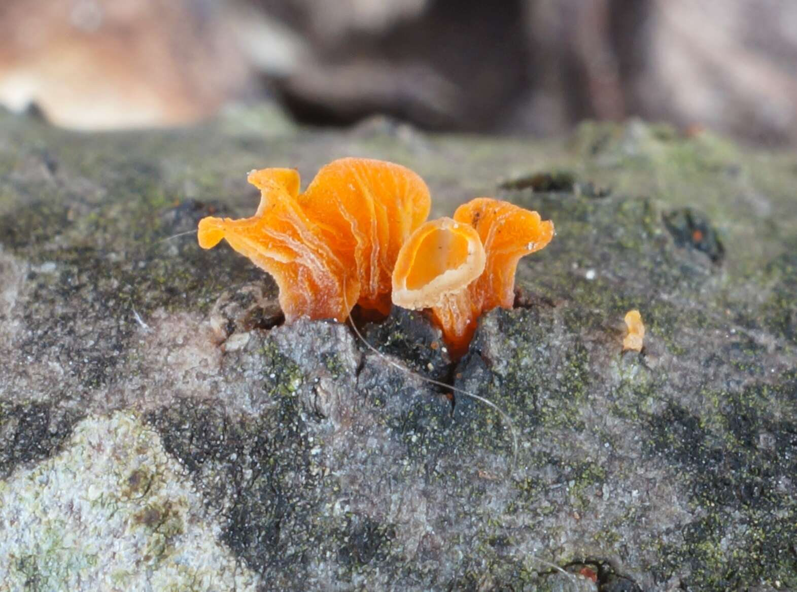 Image of Guepiniopsis buccina (Pers.) L. L. Kenn. 1959