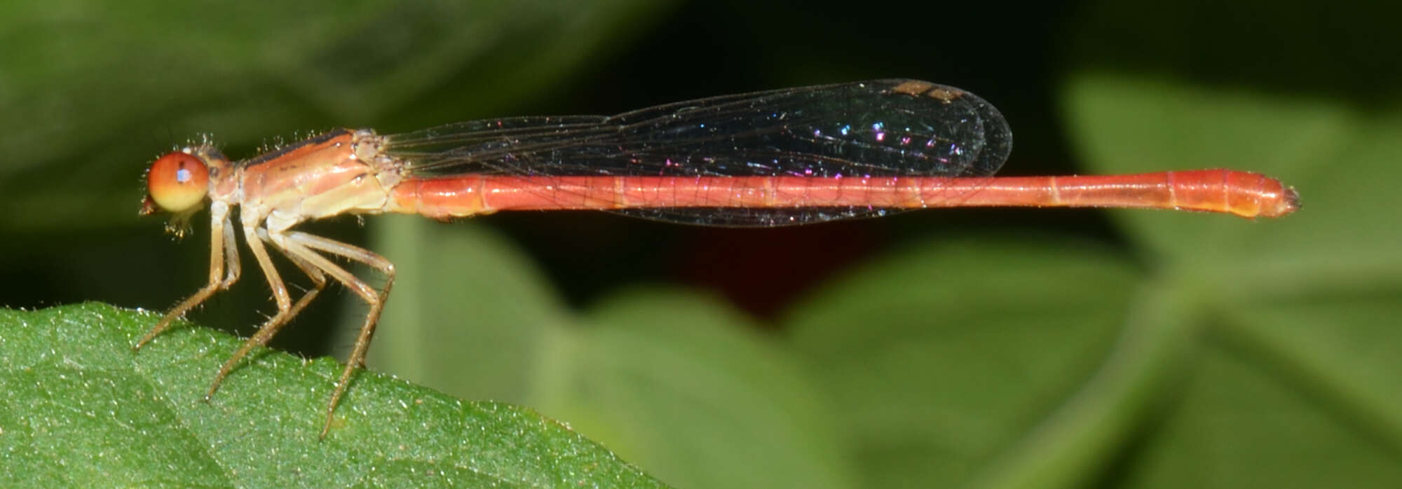 Image of Duckweed Firetail