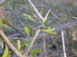 Image of Melicytus angustifolius (DC.) P. J. Garnock-Jones